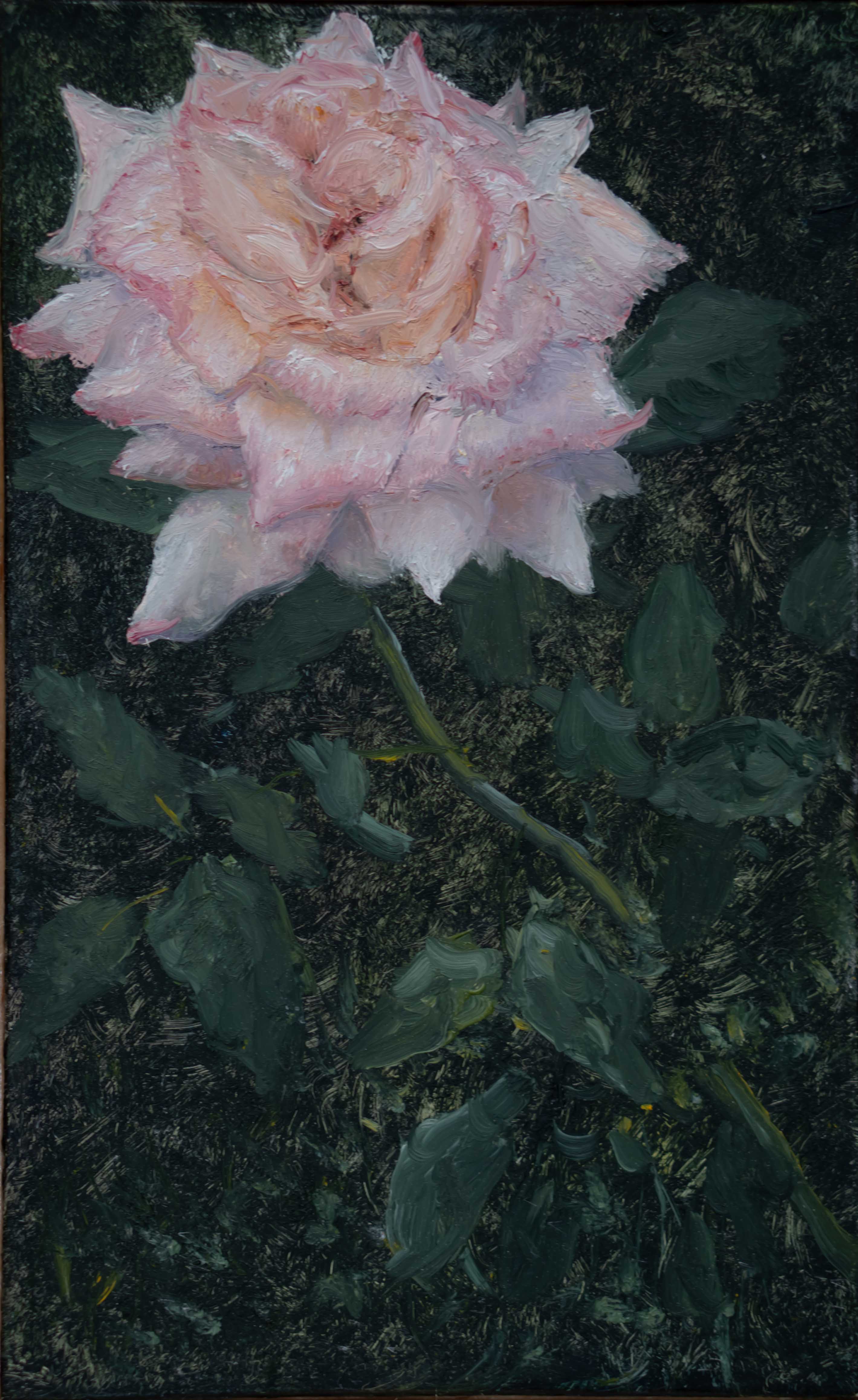 Rose Study 2