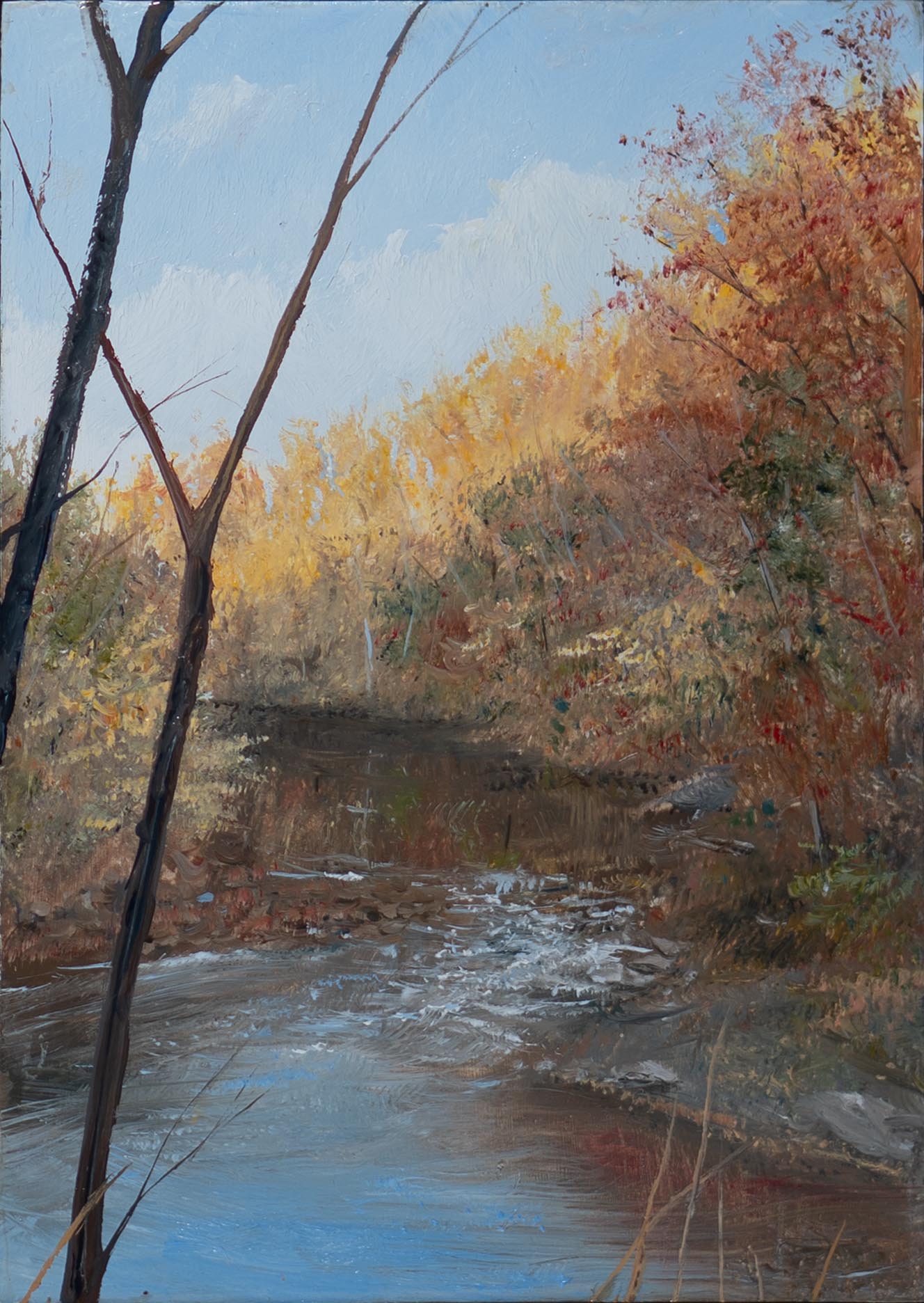 Wissahickon: Looking Upstream From Forbidden Drive, Novembe rAfternoon